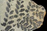 Pennsylvanian Fossil Fern (Neuropteris) - Kentucky #112679-1